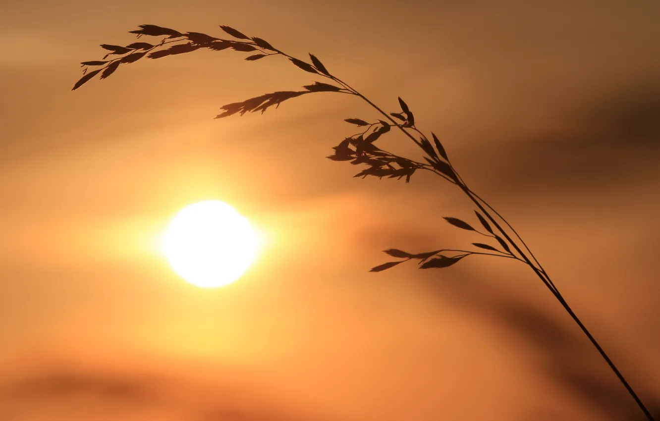 Photo wallpaper the sun, spikelets, silhouette, a blade of grass, reed