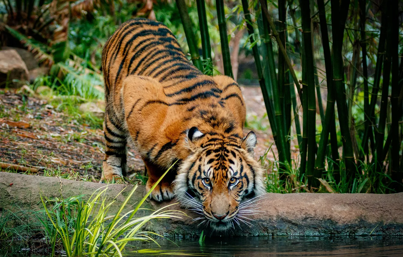 Photo wallpaper look, face, nature, tiger, pose, background, shore, bamboo
