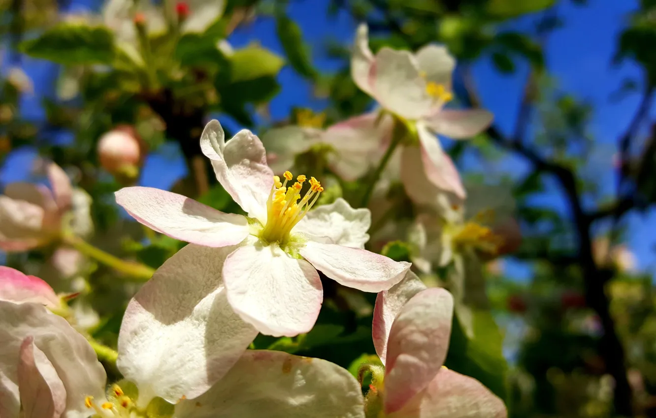 Photo wallpaper Spring, Flowering, Apple-blossom