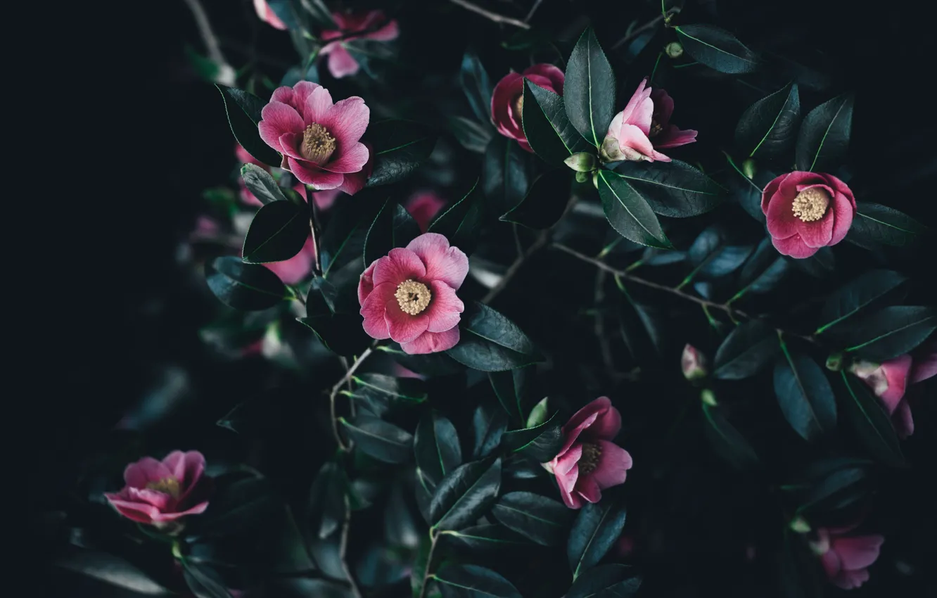 Photo wallpaper leaves, flowers, branches, the dark background, pink, Camellia