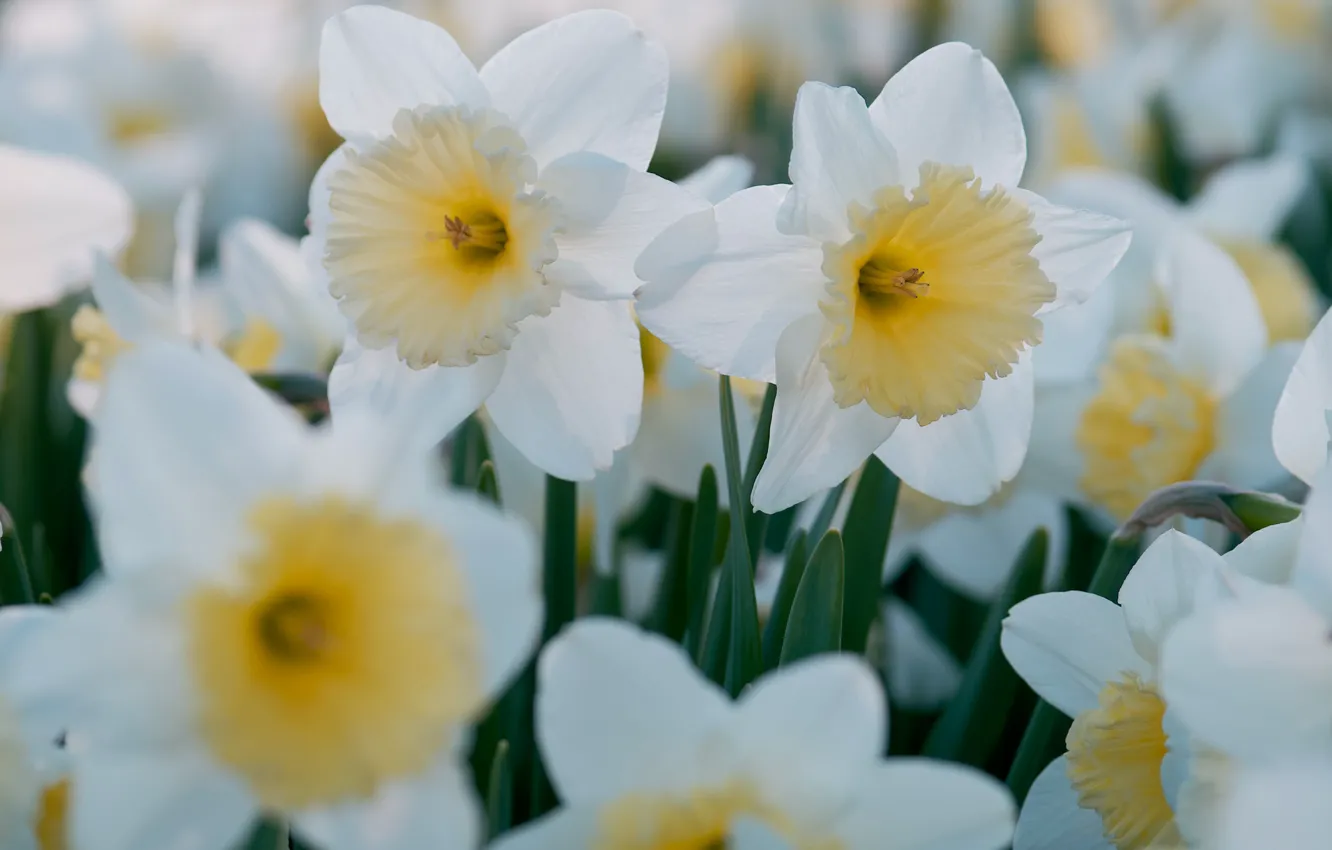 Photo wallpaper flowers, spring, daffodils