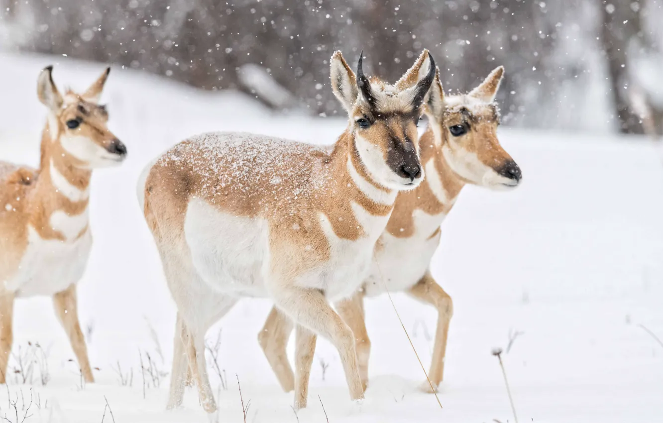 Photo wallpaper winter, snow, walk, trio, snowfall, pronghorn, pronghorn antelope