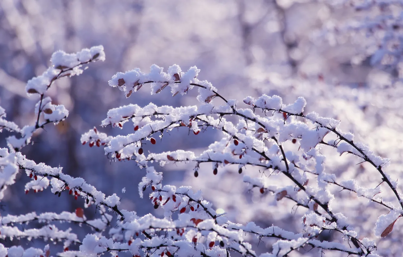 Photo wallpaper park, winter, snow, branches, cold