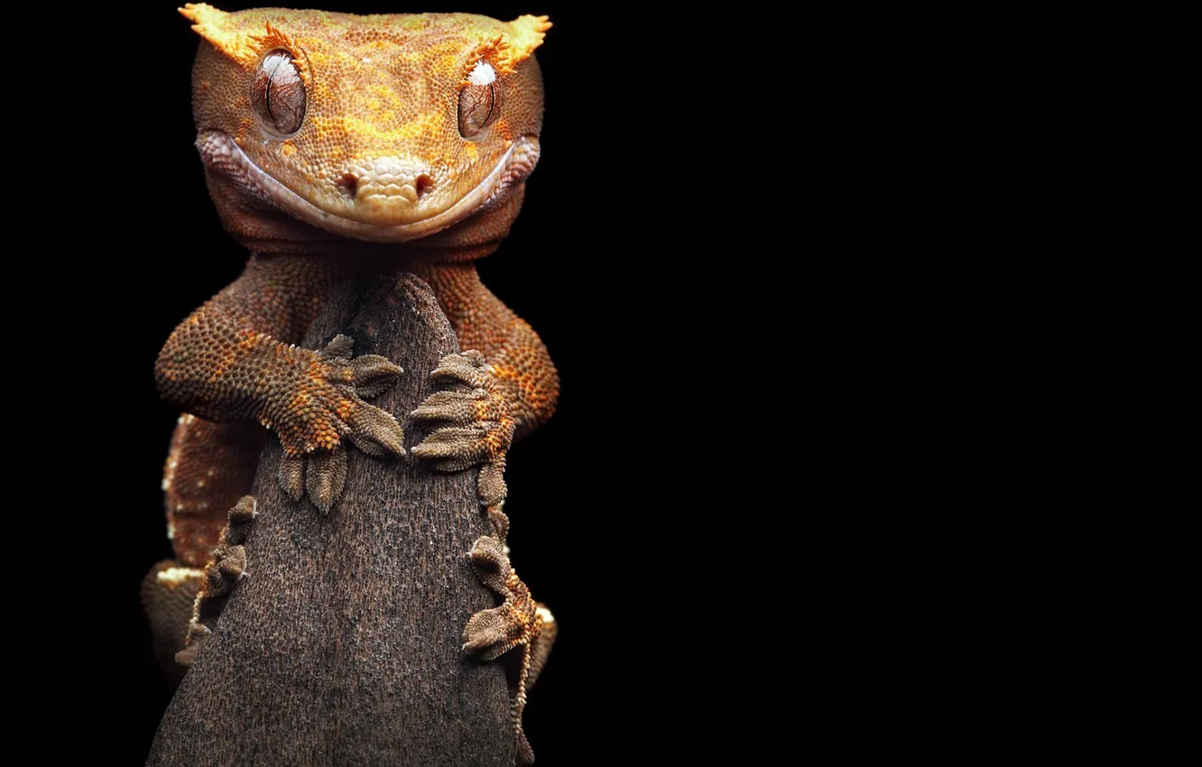 Photo wallpaper branch, lizard, listovoi Madagascar Gecko
