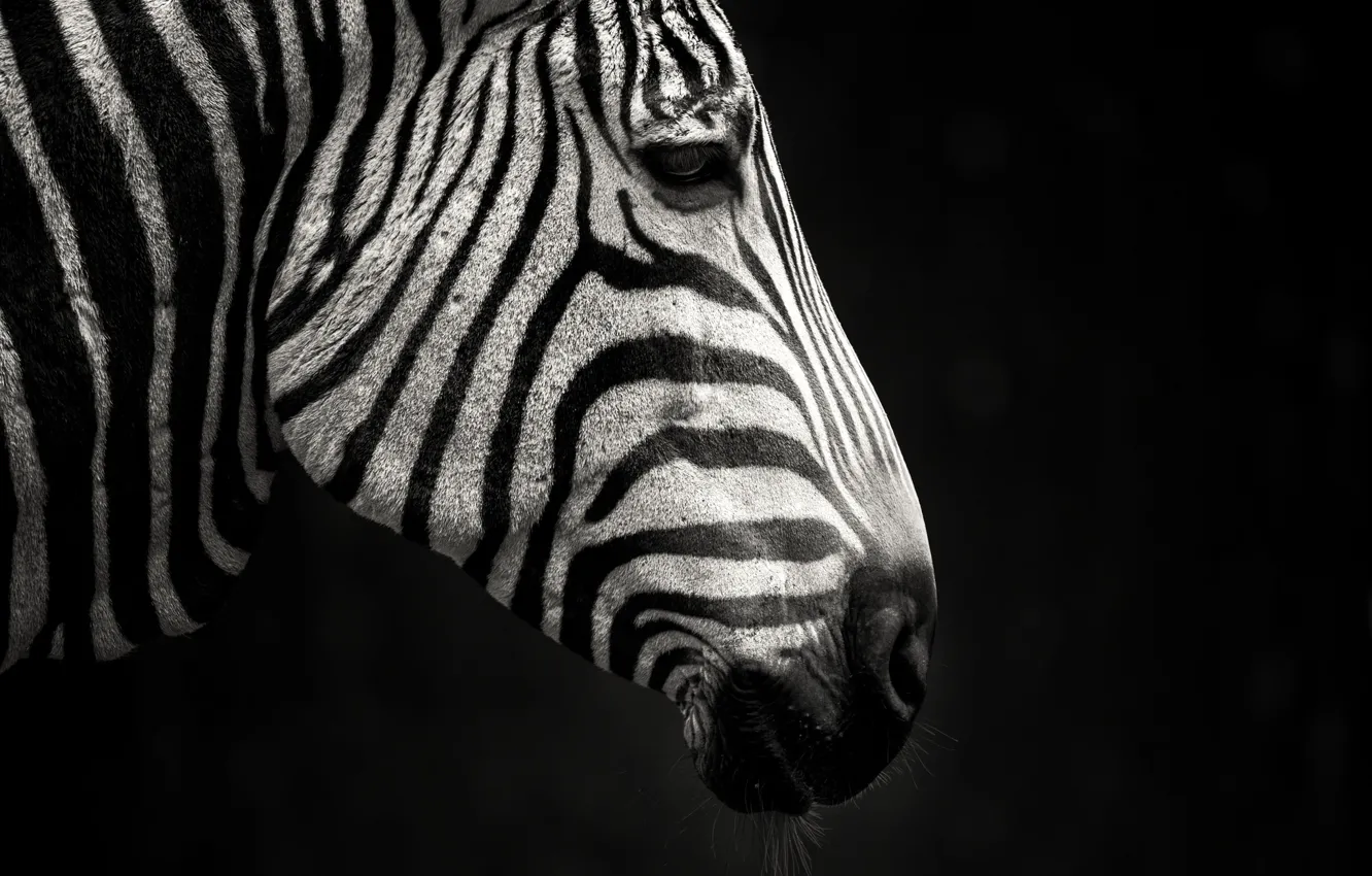 Photo wallpaper strips, black and white, Zebra, profile