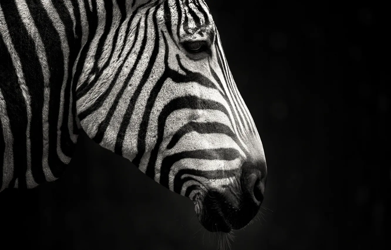 Photo wallpaper strips, Zebra, profile, black and white