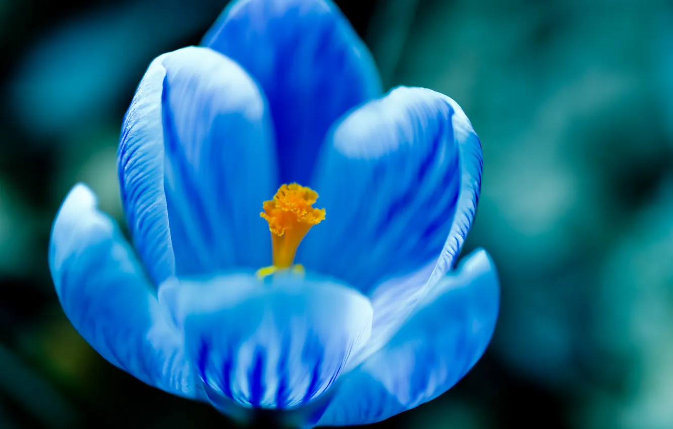 Photo wallpaper macro, flowers, blue, blue, crocuses