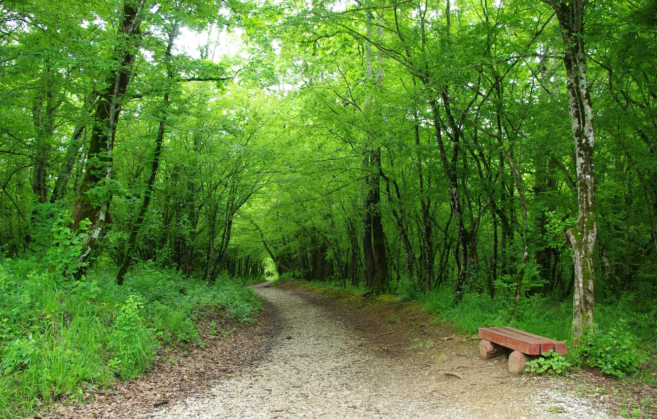 Photo wallpaper greens, forest, trees, bench, track