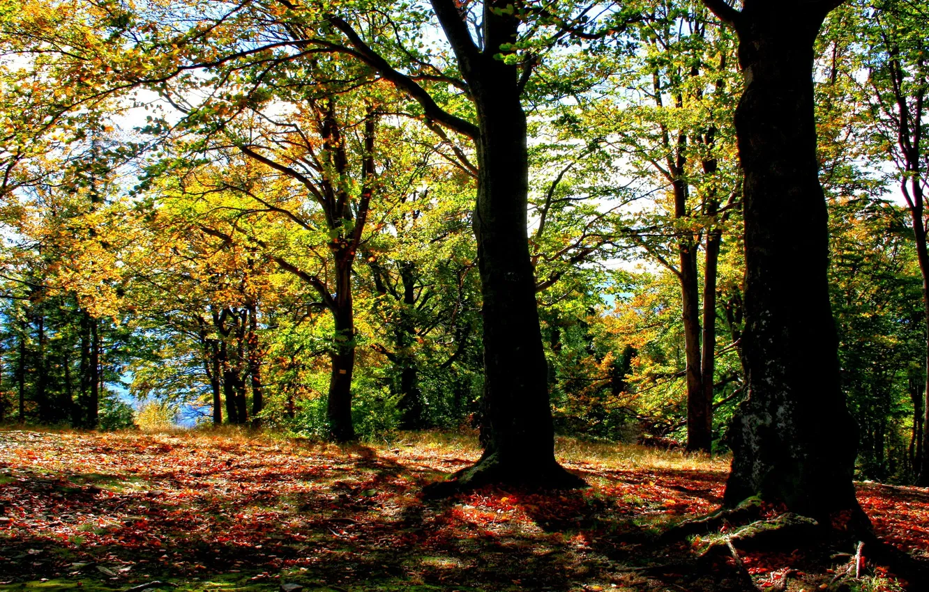 Photo wallpaper autumn, forest, the sun, trees, Poland, Brenna