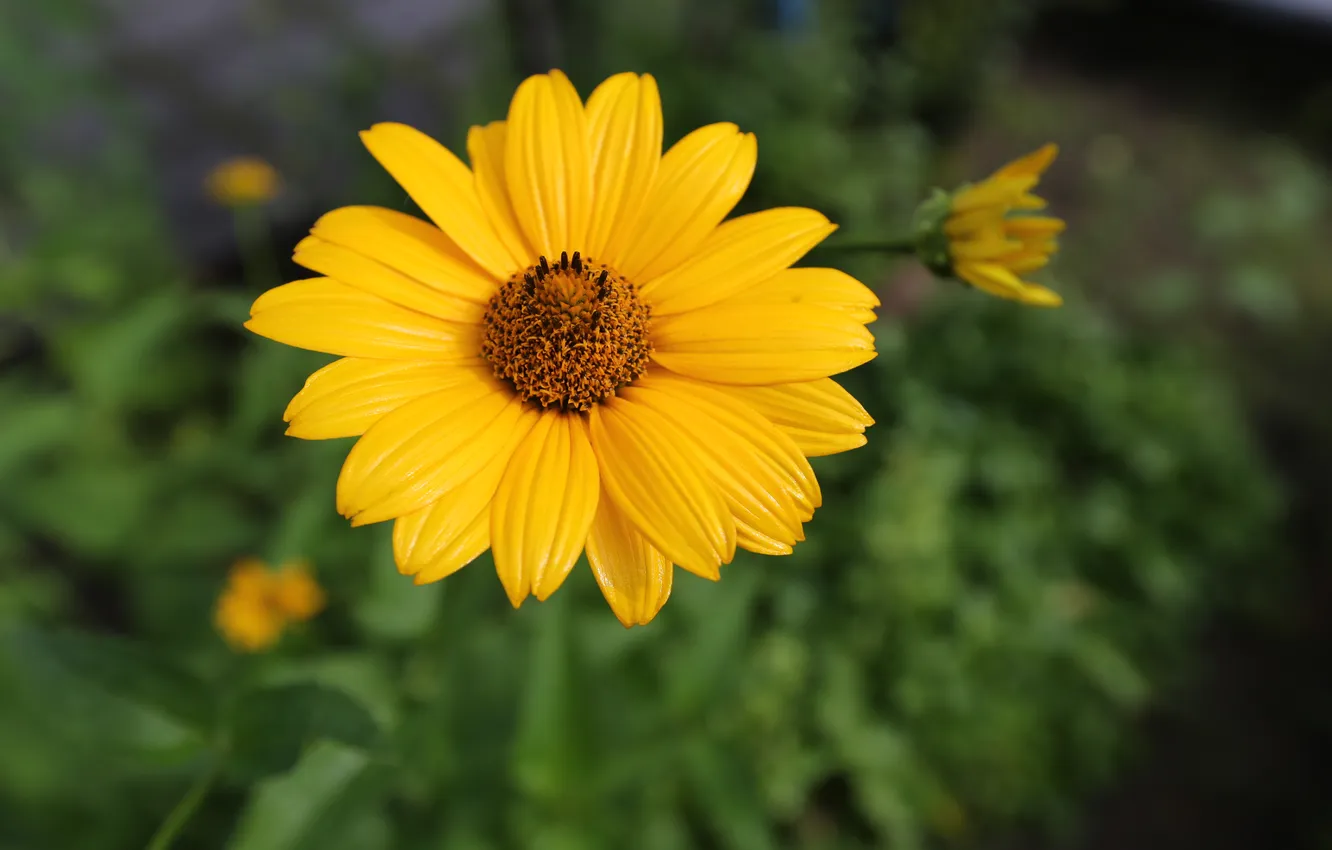 Photo wallpaper yellow, chamomile, wet