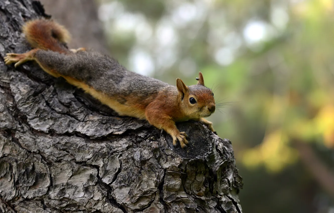 Photo wallpaper protein, bark, bokeh, animal