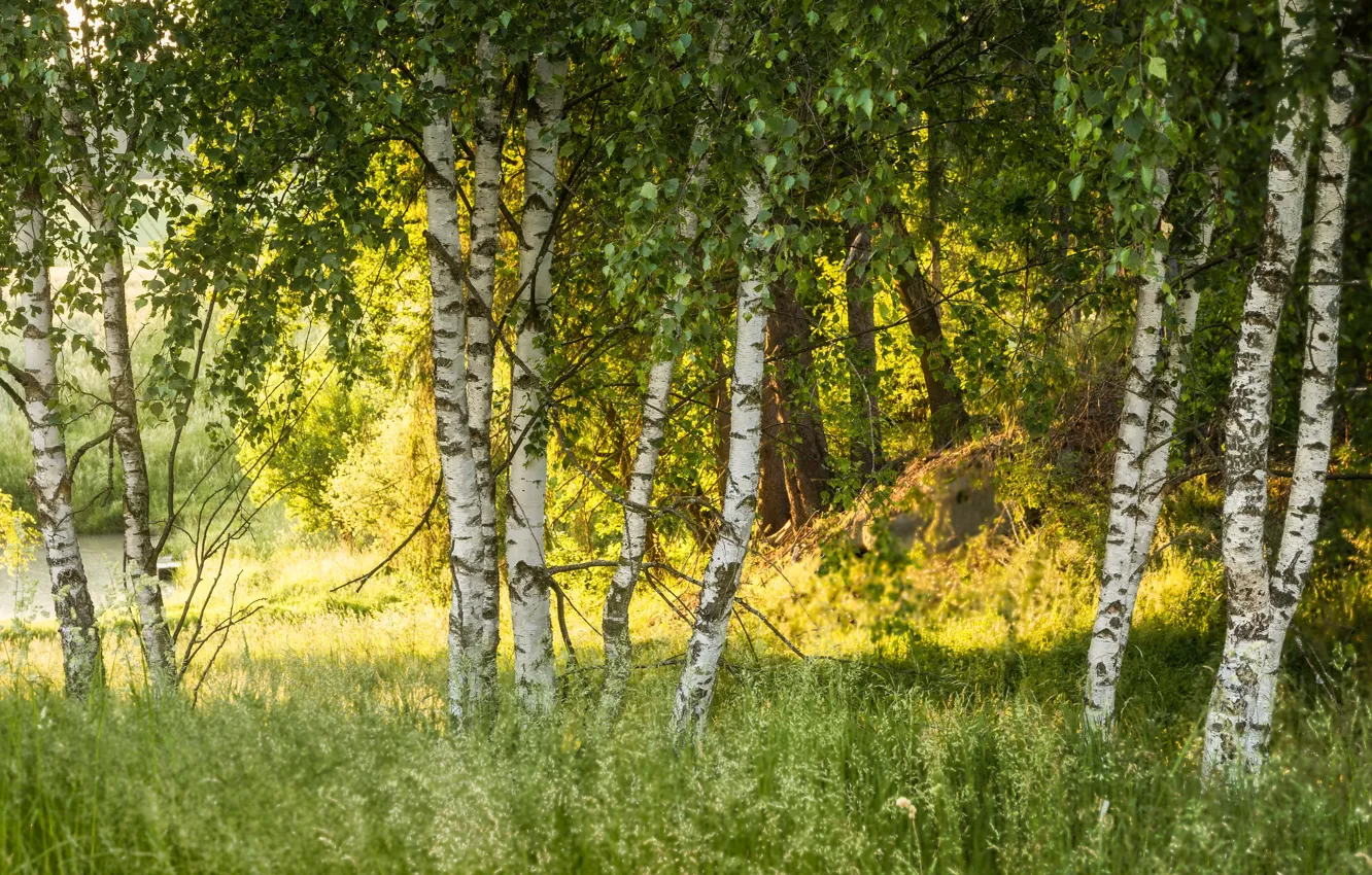 Photo wallpaper summer, nature, birch