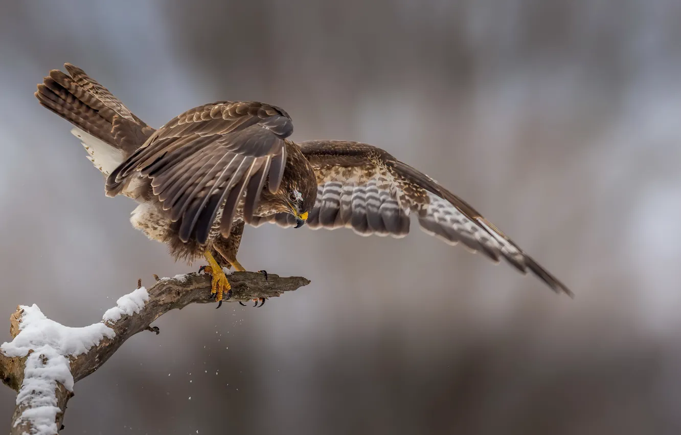 Photo wallpaper bird, hawk, Bussard