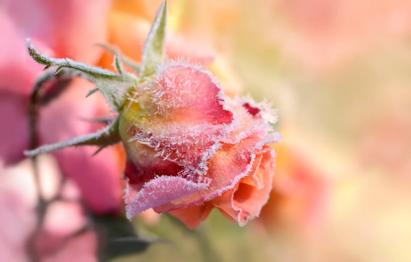 Photo wallpaper pink background, in frost, rosebud