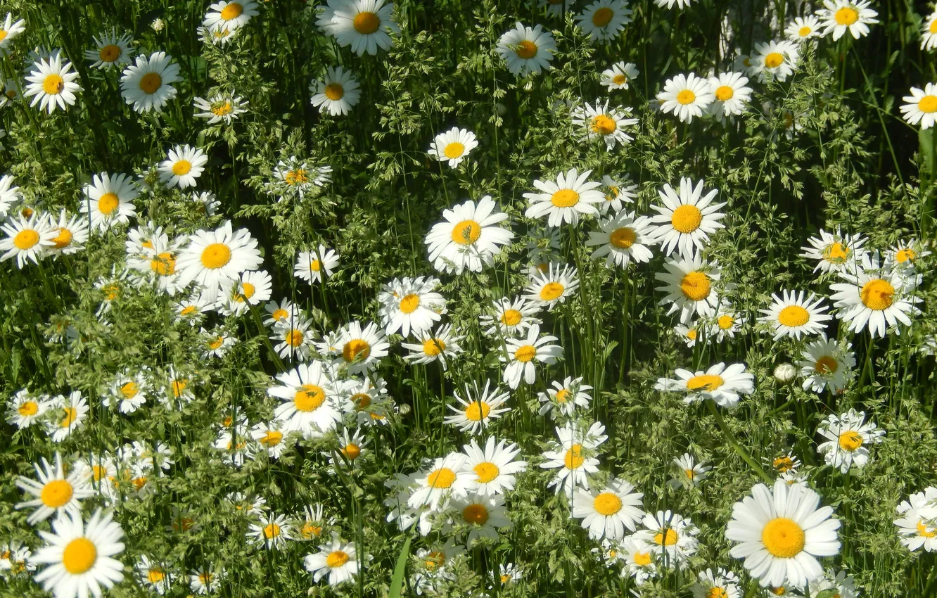 Photo wallpaper grass, flowers, widescreen, Wallpaper, chamomile, wallpaper, widescreen, a blade of grass