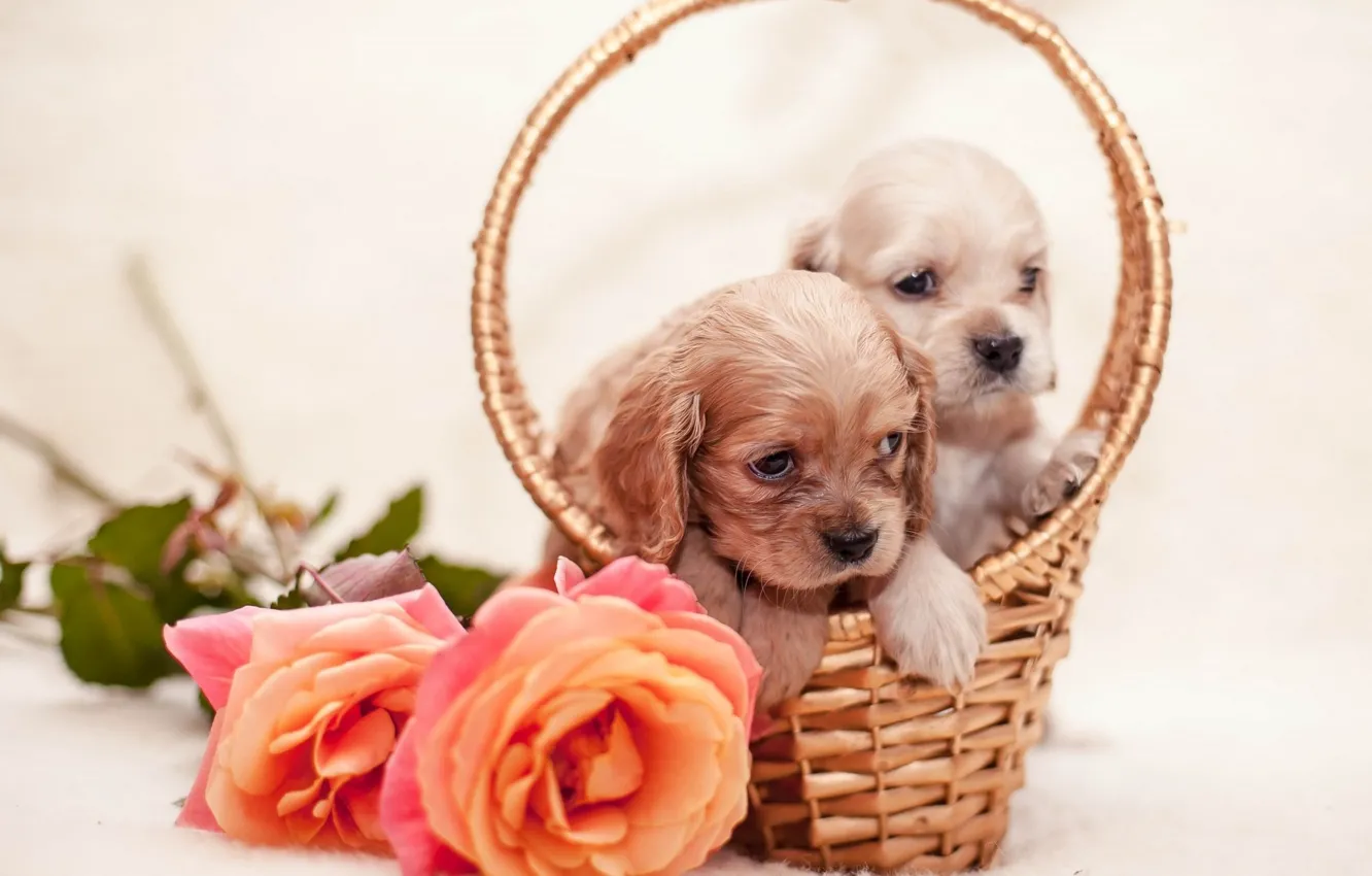 Photo wallpaper flowers, roses, puppy, basket, dog, flowers, dogs, roses