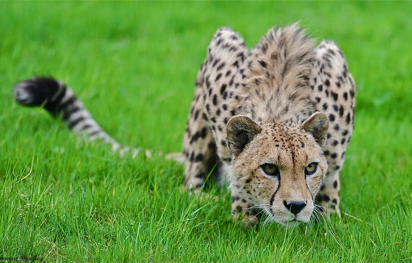 Photo wallpaper grass, predator, Cheetah, sneaks