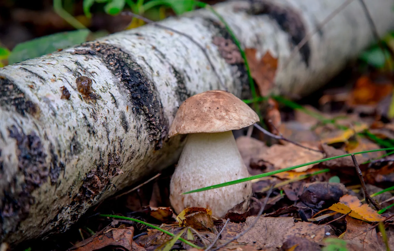 Photo wallpaper mushrooms, birch, Borovik