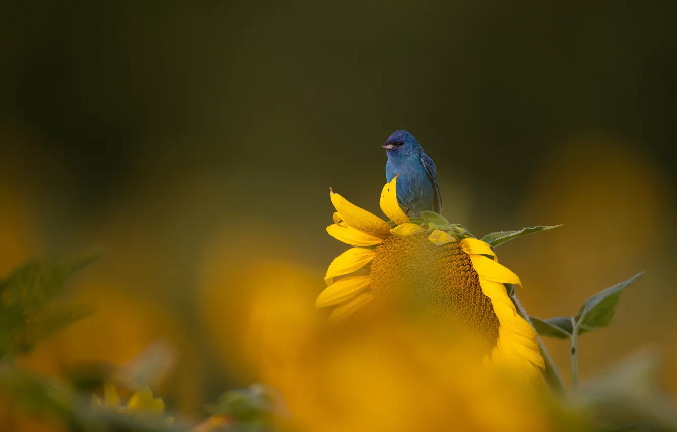 Photo wallpaper sunflowers, bird, bokeh, Indigo sancopy cardinal