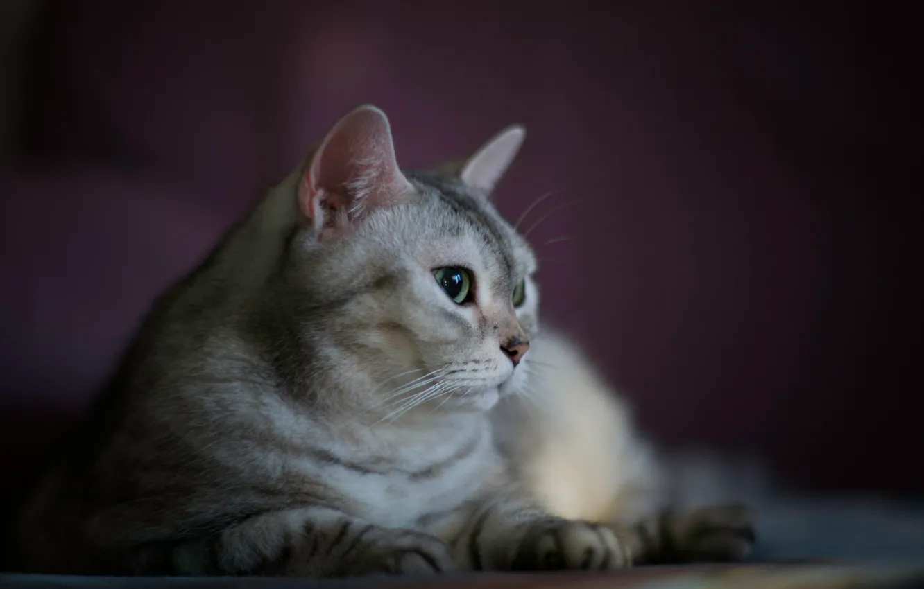 Photo wallpaper cat, cat, look, pose, face