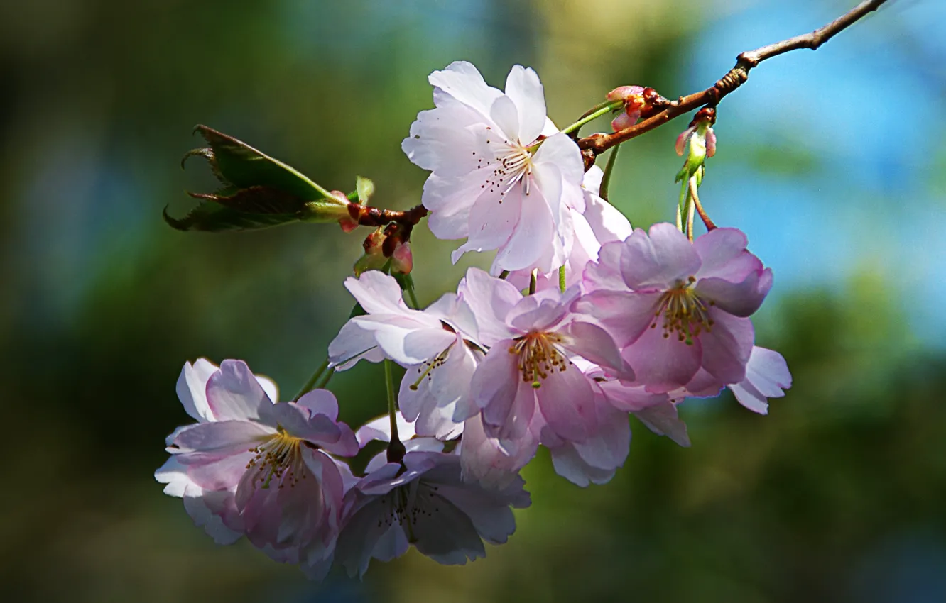 Photo wallpaper plant, petals, cherry blossoms