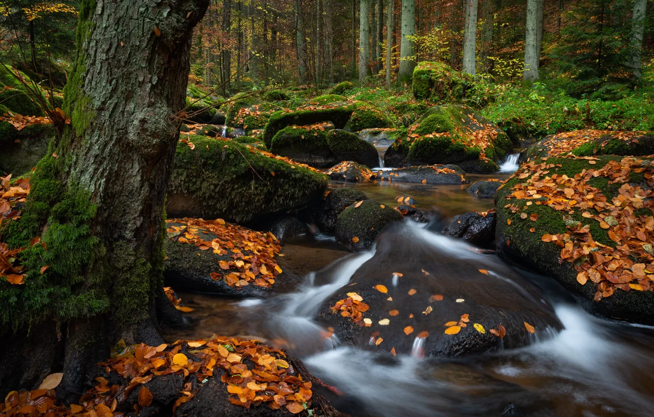 Photo wallpaper autumn, forest, leaves, trees, stream, stones, the bushes