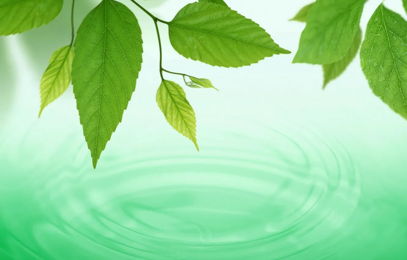 Photo wallpaper leaves, water, macro, circles, background, green, widescreen, Wallpaper