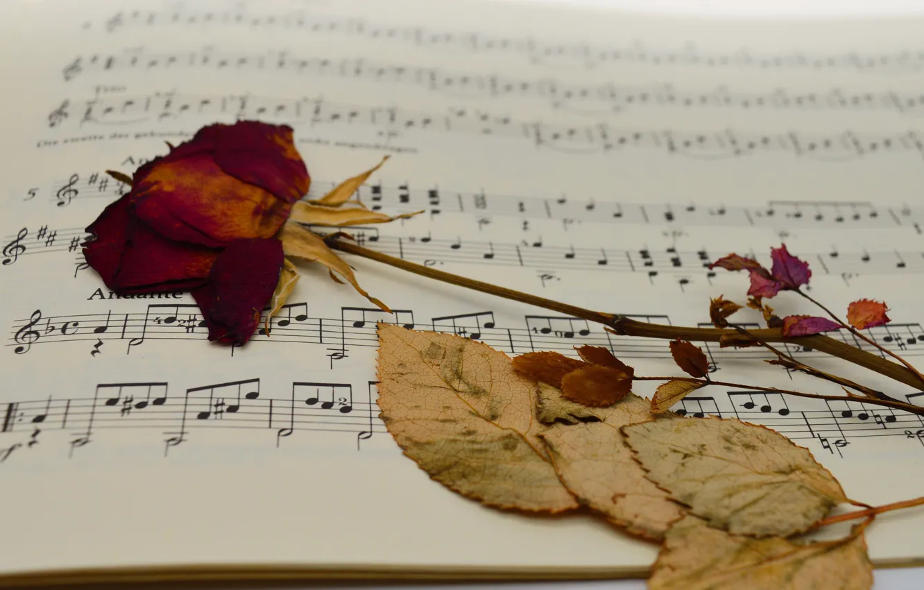 Photo wallpaper leaves, notes, music, rose, stem, red, dried, herbarium