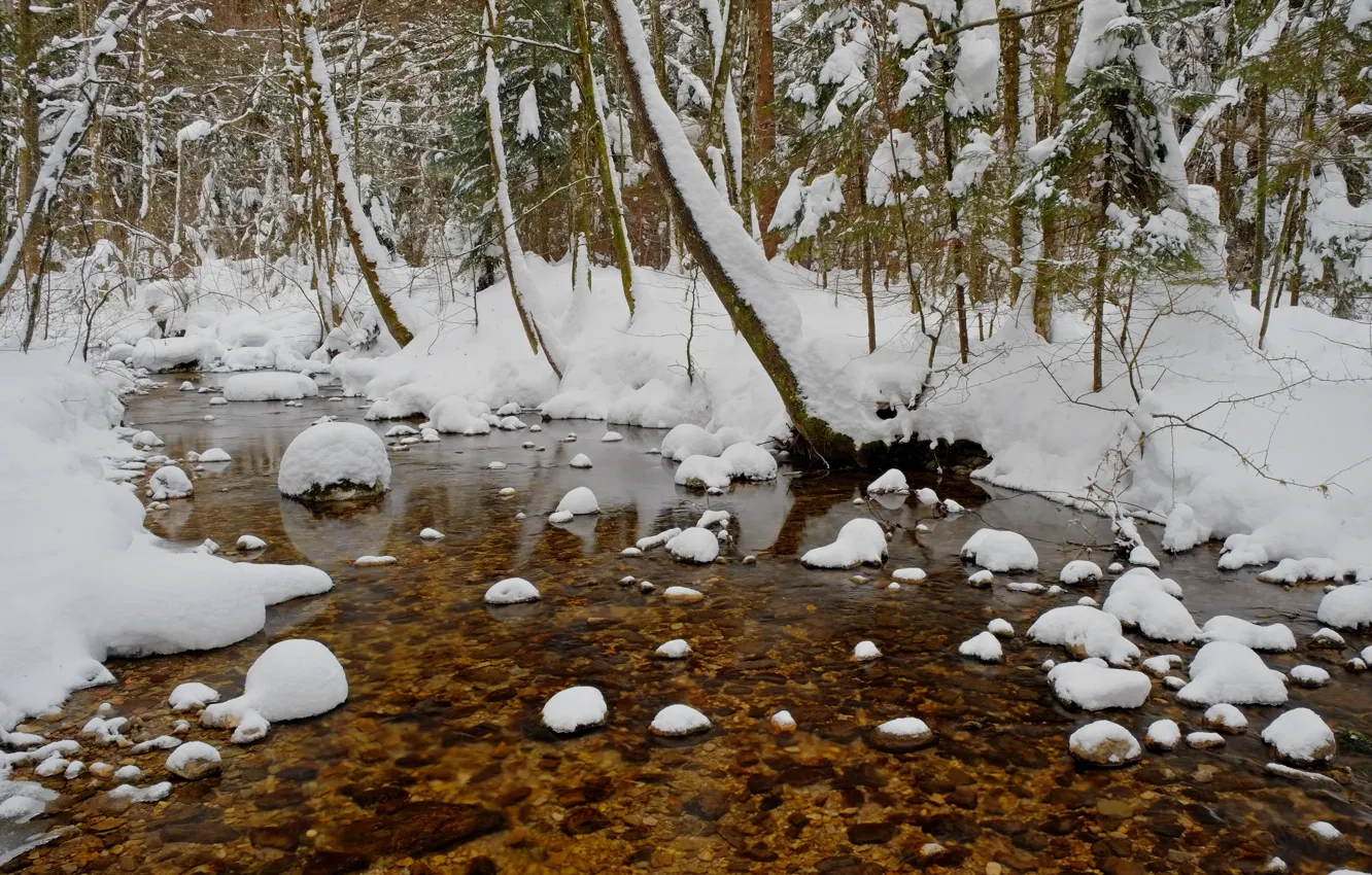 Photo wallpaper winter, forest, snow, trees, pond, frost, forest, trees