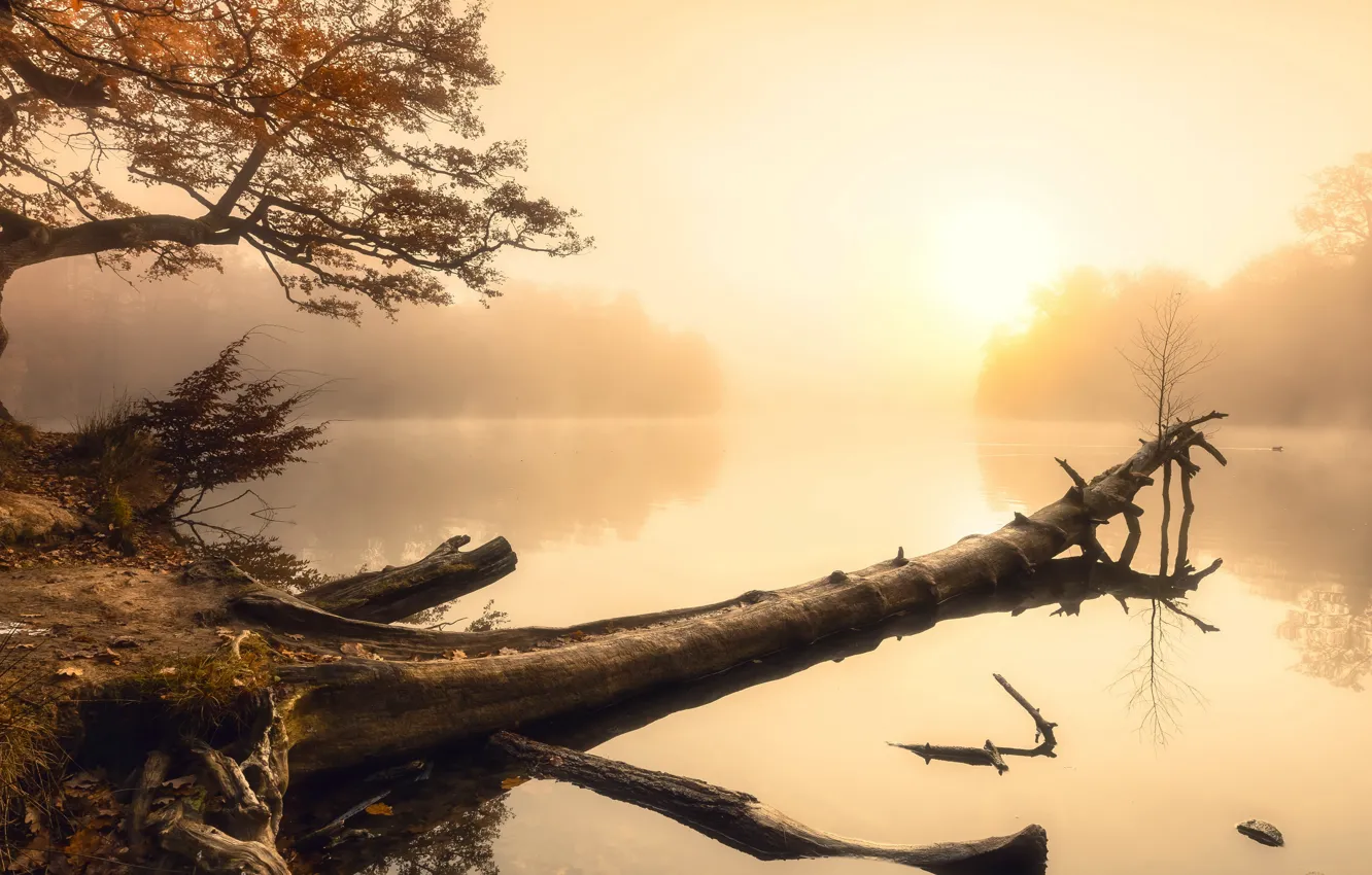 Photo wallpaper autumn, fog, lake