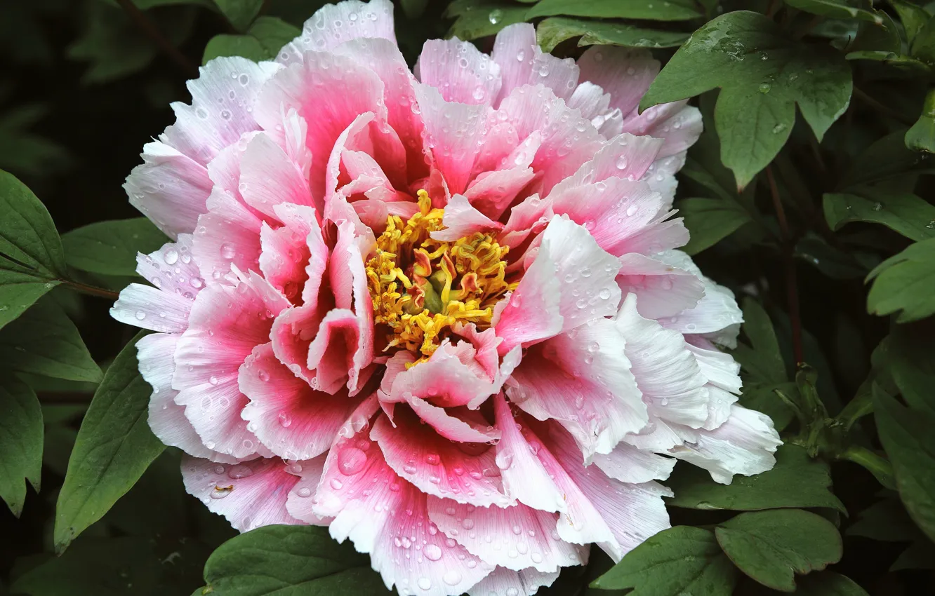 Photo wallpaper macro, peonies, luxury