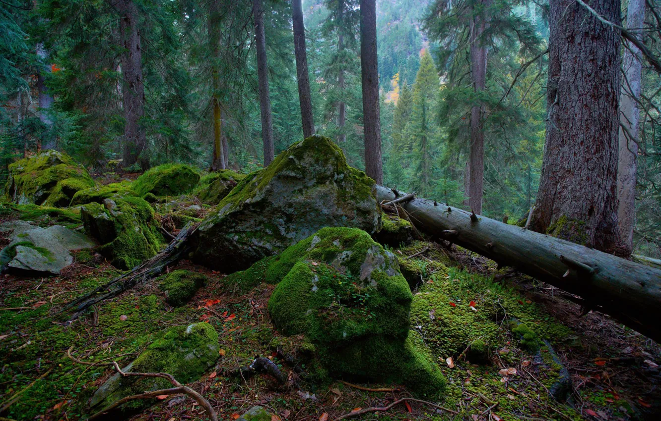 Photo wallpaper forest, trees, nature, stones, moss