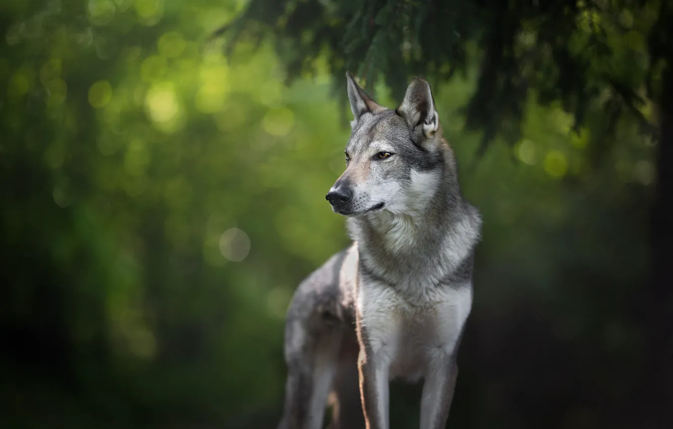 Photo wallpaper look, branches, nature, pose, grey, wolf, portrait, dog