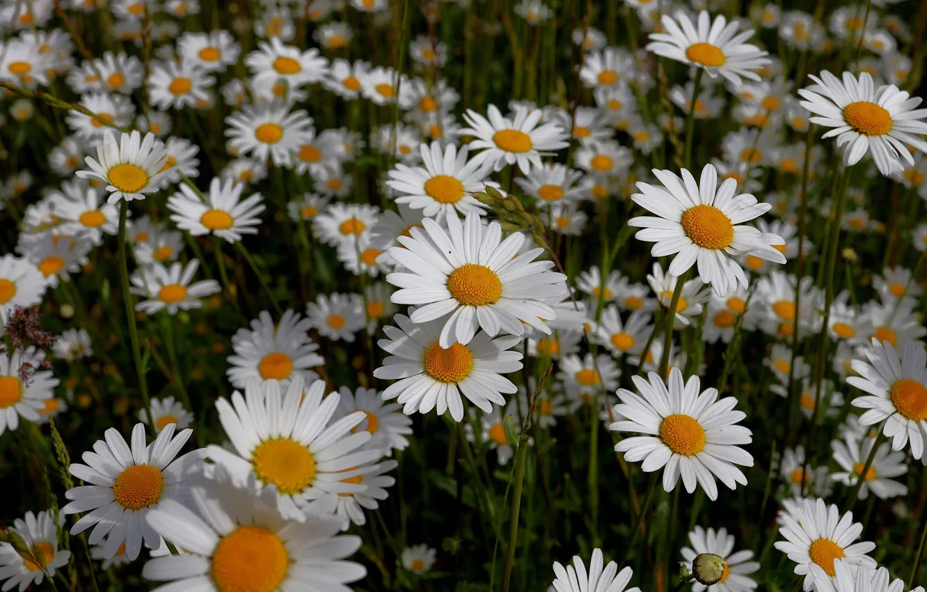 Photo wallpaper flowers, a lot, chamomile field, white, leucanthemum, chamomile, meadow, summer
