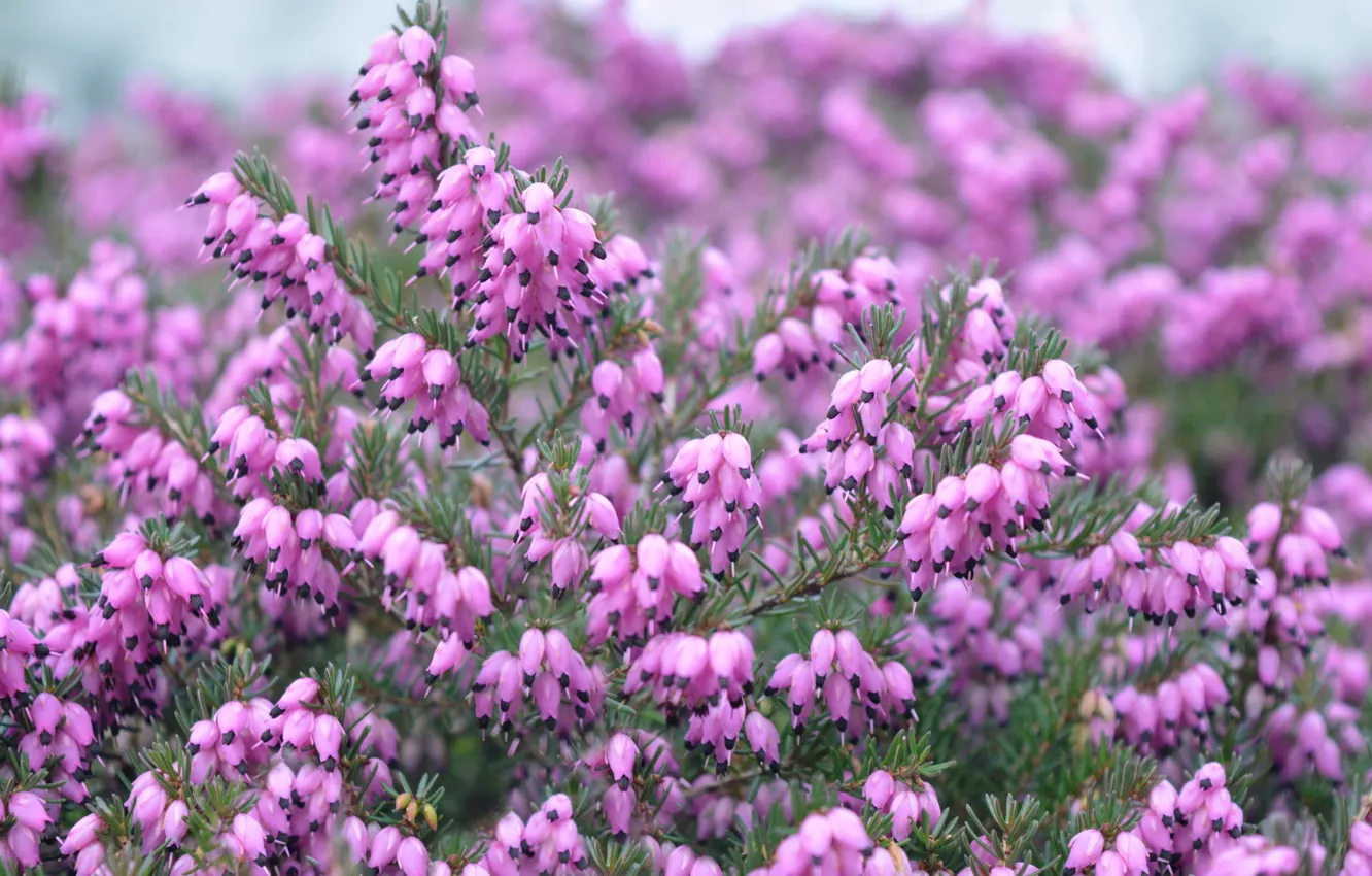 Photo wallpaper flowers, thickets, pink, bokeh, Heather