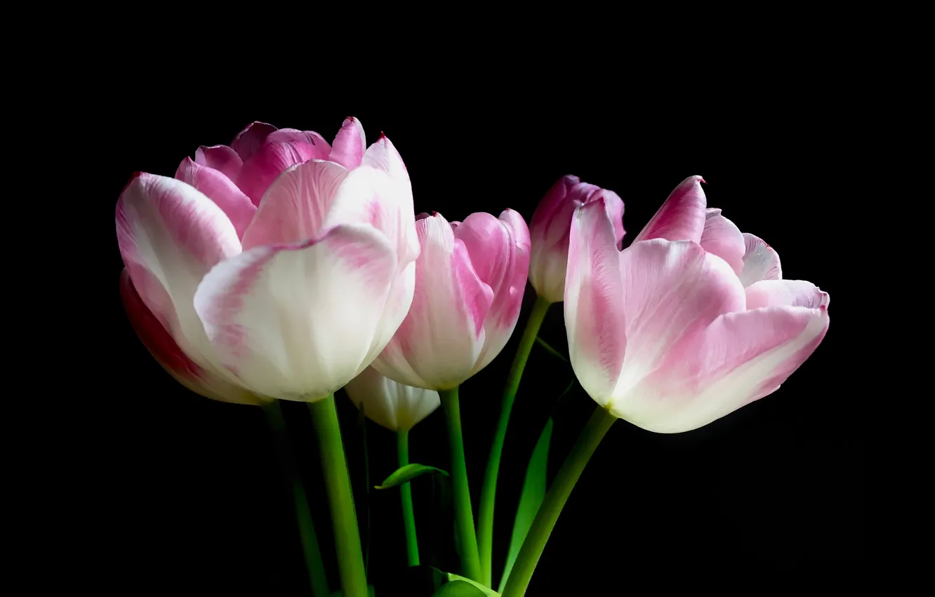 Photo wallpaper flowers, bouquet, spring, tulips, pink, black background, two-tone, pink and white