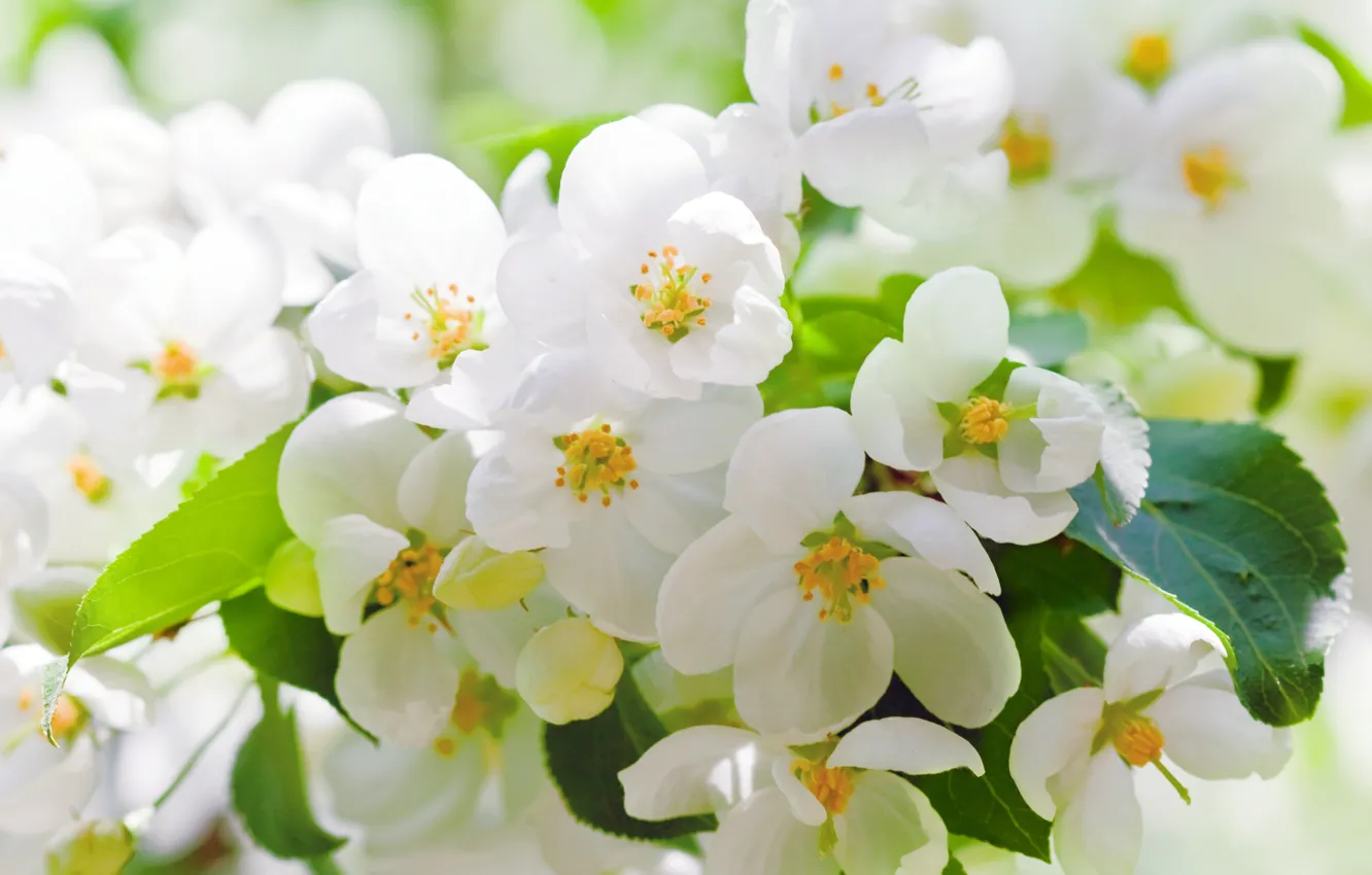 Photo wallpaper leaves, trees, flowers, branches, cherry, spring, petals, white