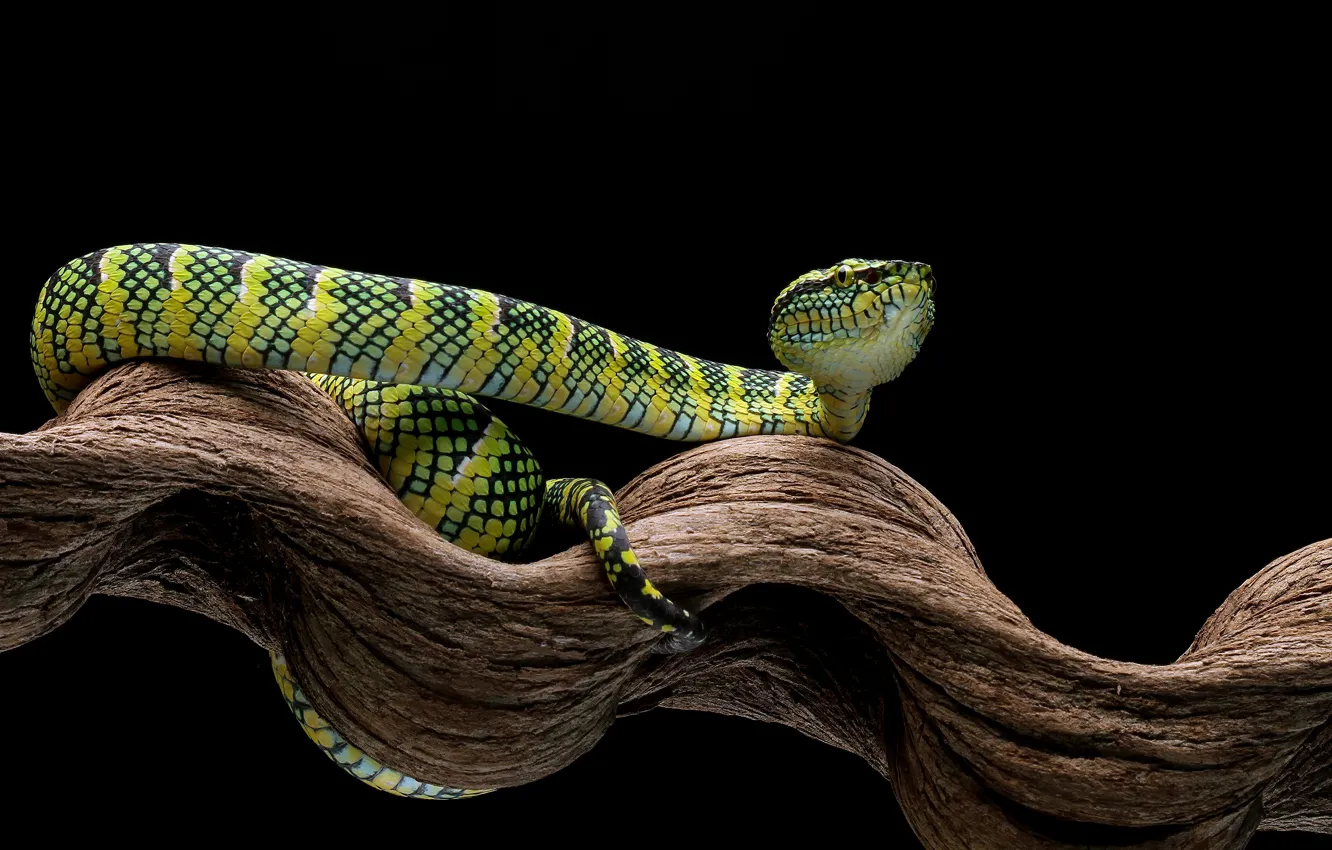 Photo wallpaper green, snake, black background