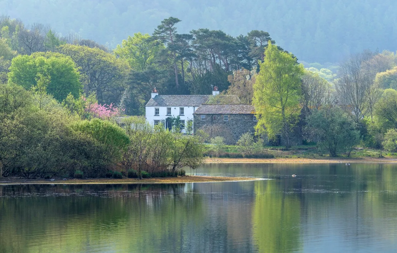 Photo wallpaper forest, the sun, trees, fog, lake, shore, England, home