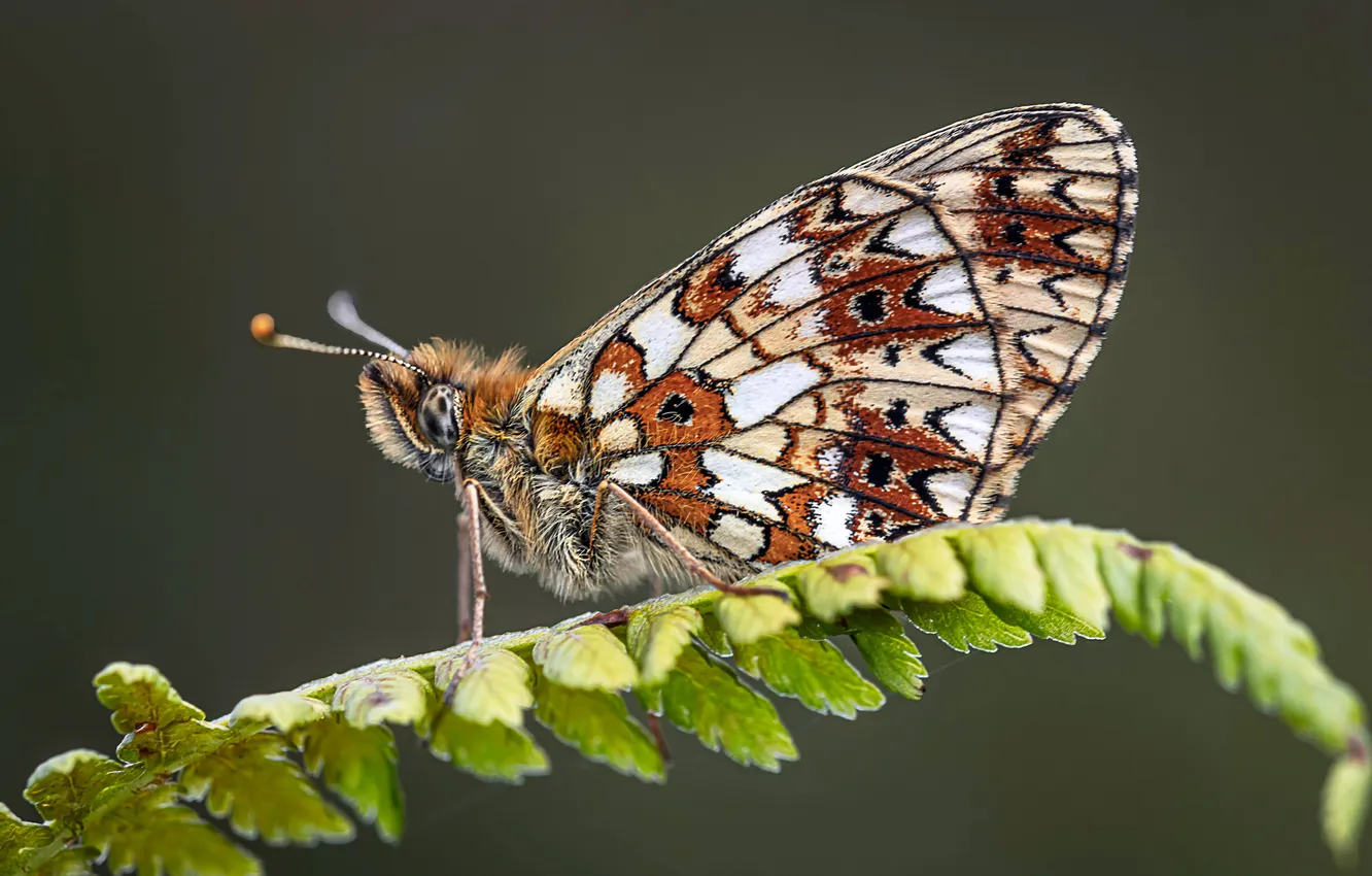 Photo wallpaper Butterfly, Insects, Closeup