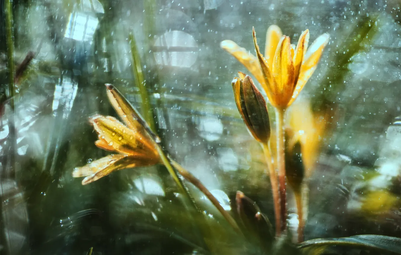 Photo wallpaper drops, flowers, squirt, yellow