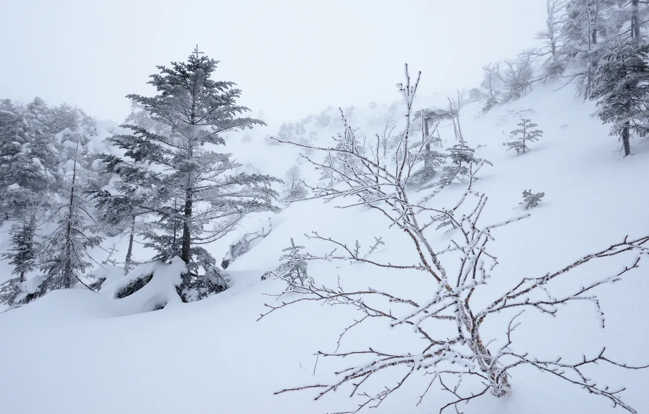 Photo wallpaper winter, snow, trees, fog, slope