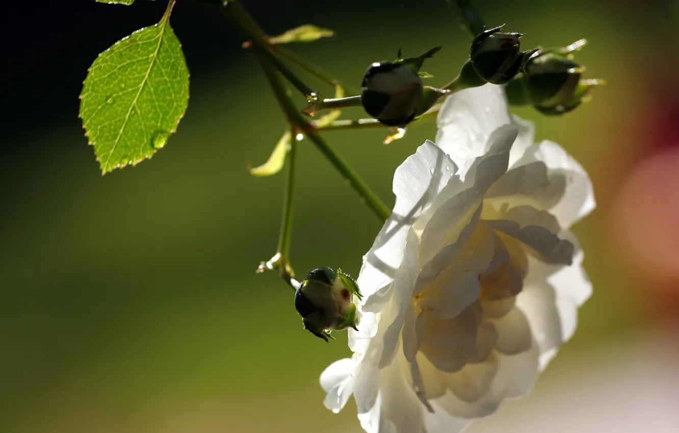 Photo wallpaper branches, blur, white rose