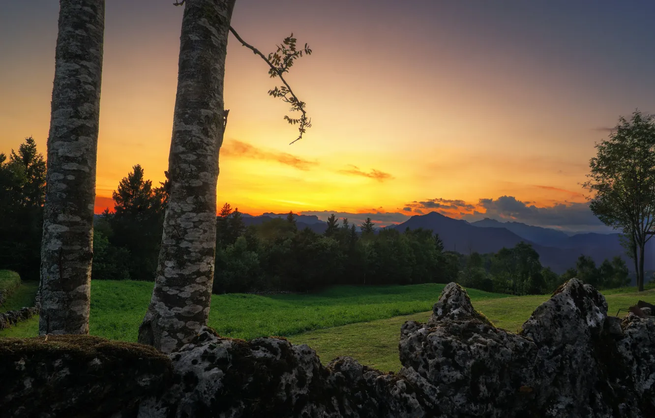 Photo wallpaper forest, trees, sunset, mountains, stones, trunk