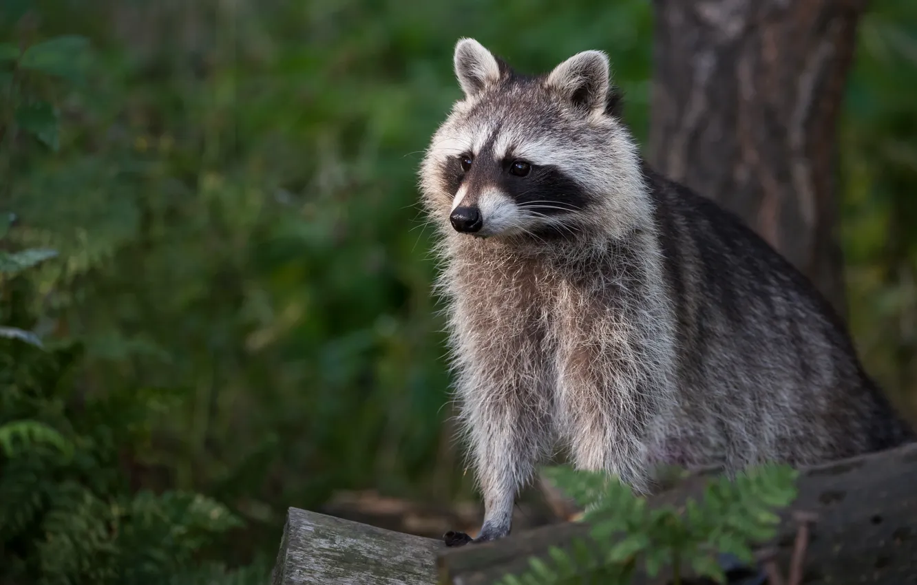 Photo wallpaper greens, summer, look, trees, nature, pose, background, raccoon