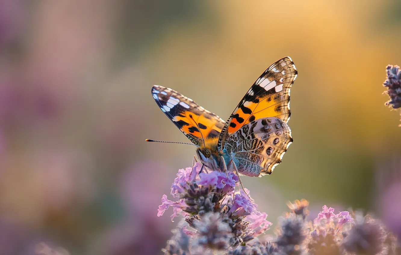Photo wallpaper neural network, flowers, bokeh, butterfly, AI art, summer