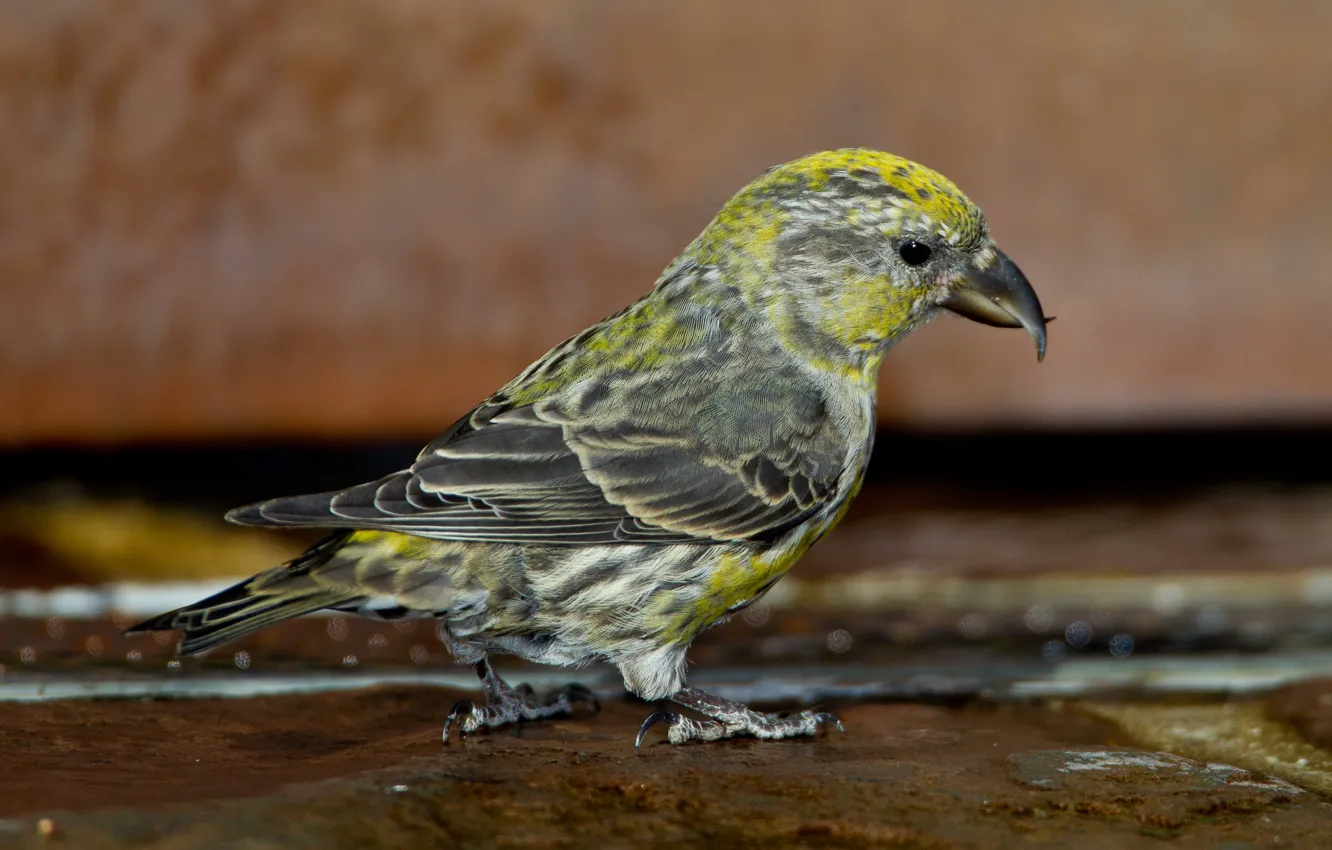 Photo wallpaper bird, beak, Klest-elovik