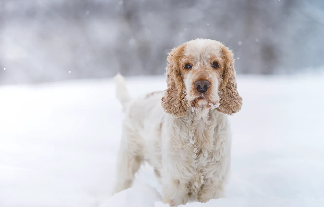 Photo wallpaper winter, look, snow, dog, puppy, Cocker Spaniel