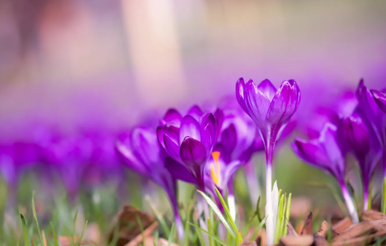 Photo wallpaper macro, spring, crocuses, bokeh, saffron