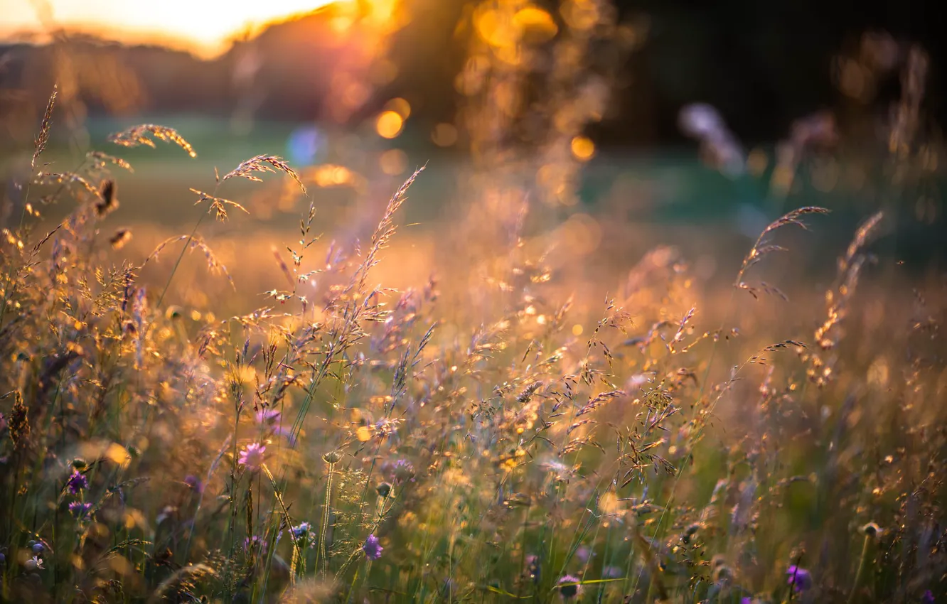 Photo wallpaper summer, grass, sunset, flowers, spikelets